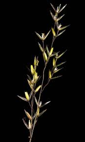 Attēlu rezultāti vaicājumam “Agrostis stolonifera”