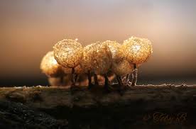 Attēlu rezultāti vaicājumam “Cribraria cancellata var. fusca”