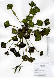 Attēlu rezultāti vaicājumam “Trapaceae”