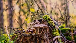 Attēlu rezultāti vaicājumam “Mycena zephirus”