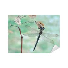 Attēlu rezultāti vaicājumam “Brachytron pratense”