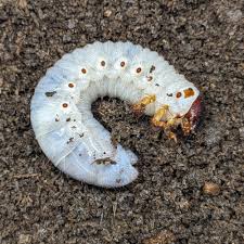 Attēlu rezultāti vaicājumam “Bolitophagus reticulatus larva”