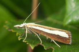 Attēlu rezultāti vaicājumam “Catoptria fulgidella”