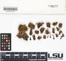 Attēlu rezultāti vaicājumam “Orthotrichum, Nyholmiella”