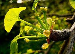 Attēlu rezultāti vaicājumam “Ginkgo biloba female flower”