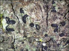 Attēlu rezultāti vaicājumam “Alyxoria varia”