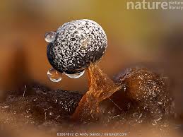 Attēlu rezultāti vaicājumam “Physarum cf. diderma macro”