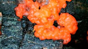 Attēlu rezultāti vaicājumam “Cribraria macrocarpa young”