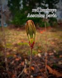 Attēlu rezultāti vaicājumam “Aesculus x hybrida bud”