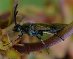 Attēlu rezultāti vaicājumam “Arge ustulata”