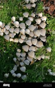 Attēlu rezultāti vaicājumam “Coprinus disseminatus”