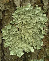 Attēlu rezultāti vaicājumam “Flavoparmelia caperata”