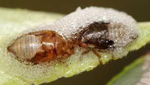 Attēlu rezultāti vaicājumam “Aphrophora nymph”