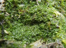 Attēlu rezultāti vaicājumam “Jungermannia sphaerocarpa”