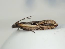 Attēlu rezultāti vaicājumam “Ancylis apicella”