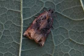 Attēlu rezultāti vaicājumam “Archips podana male”