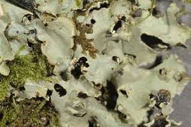 Attēlu rezultāti vaicājumam “Cetrelia sp.”