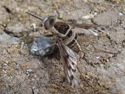 Attēlu rezultāti vaicājumam “Bombyliidae”