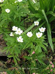 Attēlu rezultāti vaicājumam “Anemone sylvestris leaf”