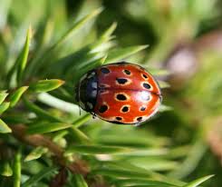 Attēlu rezultāti vaicājumam “Anatis ocellata”