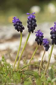 Attēlu rezultāti vaicājumam “Muscari neglectum”