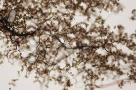 Attēlu rezultāti vaicājumam “Stemonaria irregularis spores”