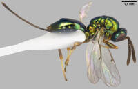 Attēlu rezultāti vaicājumam “Torymidae”