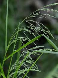 Attēlu rezultāti vaicājumam “Glyceria striata”