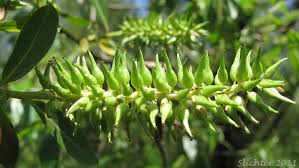 Attēlu rezultāti vaicājumam “Salix triandra fruit”