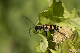 Attēlu rezultāti vaicājumam “Leptura quadrifasciata”