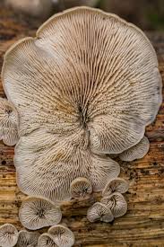 Attēlu rezultāti vaicājumam “Lentinellus ursinus”