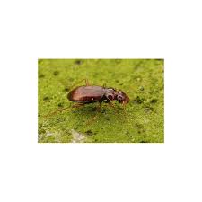 Attēlu rezultāti vaicājumam “Leistus ferrugineus”