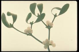 Attēlu rezultāti vaicājumam “Viscum album fruit”