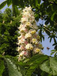 Attēlu rezultāti vaicājumam “Aesculus hippocastanum flower”