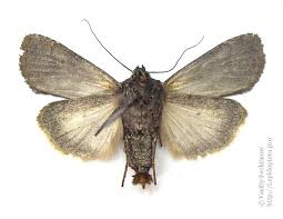 Attēlu rezultāti vaicājumam “Euxoa nigricans”