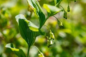 Attēlu rezultāti vaicājumam “Polygonatum multiflorum  flower”