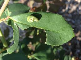 Attēlu rezultāti vaicājumam “Allantus cinctus”