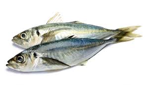 Image result for Trachurus trachurus