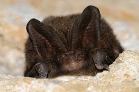 Attēlu rezultāti vaicājumam “Barbastella barbastellus”