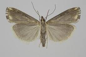 Attēlu rezultāti vaicājumam “Catoptria falsella”