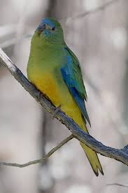 Attēlu rezultāti vaicājumam “Comatricha pulchella”