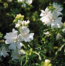 Image result for Malva moschata alba