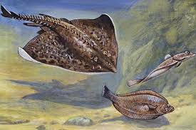 Image result for Raja clavata