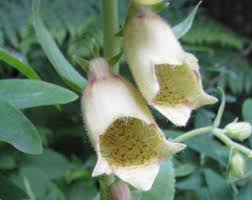 Image result for Digitalis grandiflora