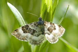 Attēlu rezultāti vaicājumam “Epirranthis diversata imago”