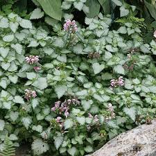 Attēlu rezultāti vaicājumam “Lamium maculatum”