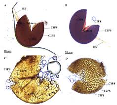 Attēlu rezultāti vaicājumam “Amaurochaete fusiformis spores”