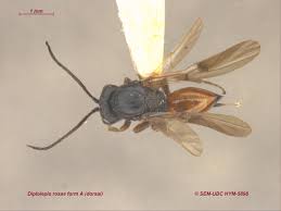 Attēlu rezultāti vaicājumam “Diplolepis rosae”