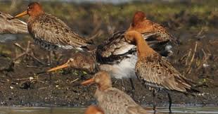 Image result for Limosa haemastica