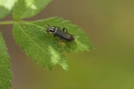 Attēlu rezultāti vaicājumam “Cantharis obscura”